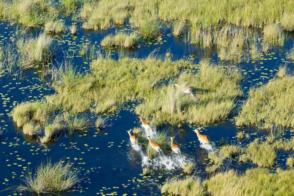 Aventure dans le delta de l'Okavango