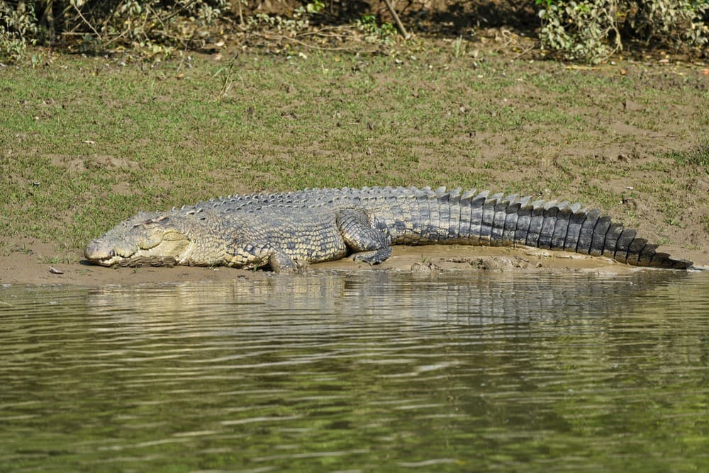 Bhitarkanika National Park
