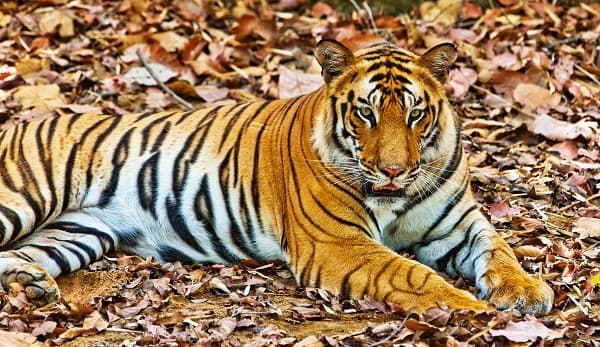 Au Pays du Tigre