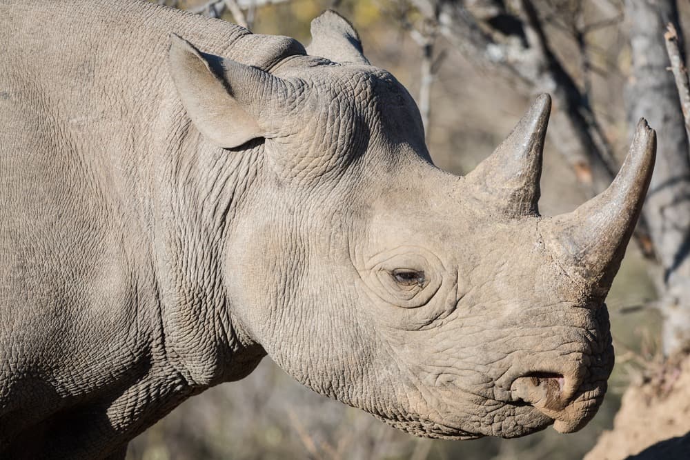 Parc National Kruger