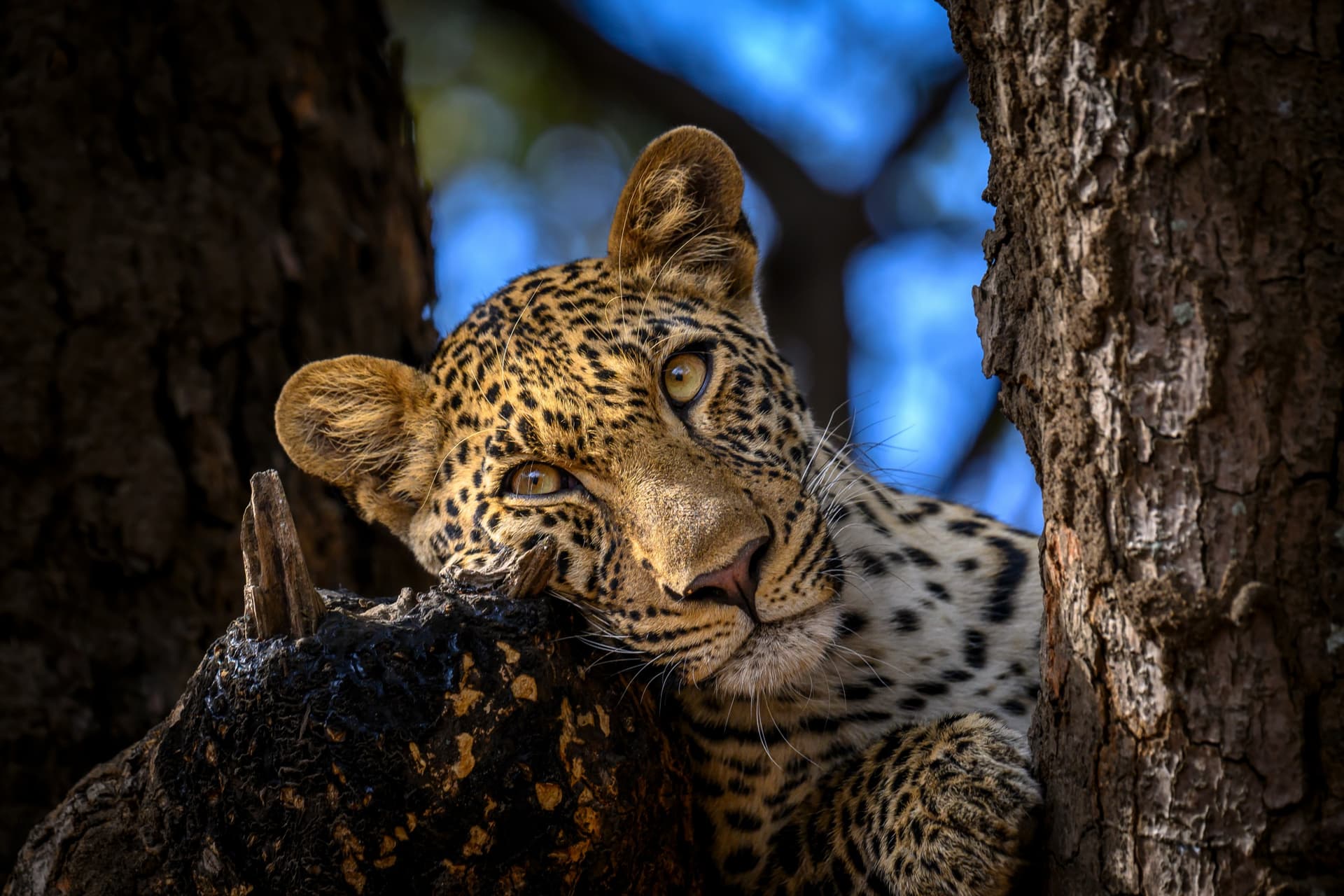 Safari de noces en Zambie