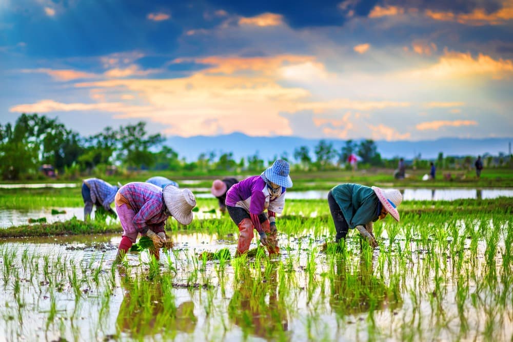 L'agrotourisme et Tourisme vert en Thaïlande