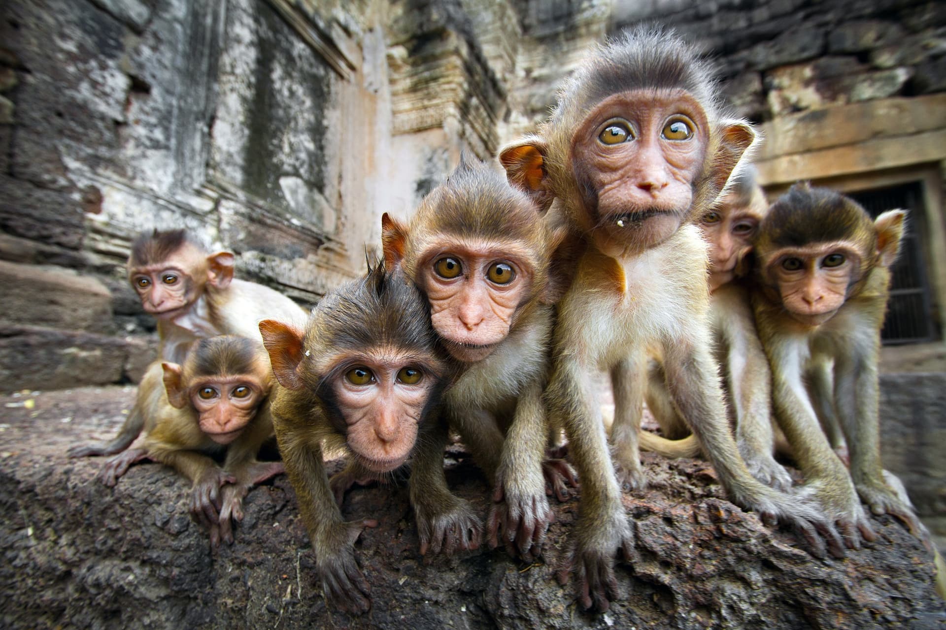 animal singe