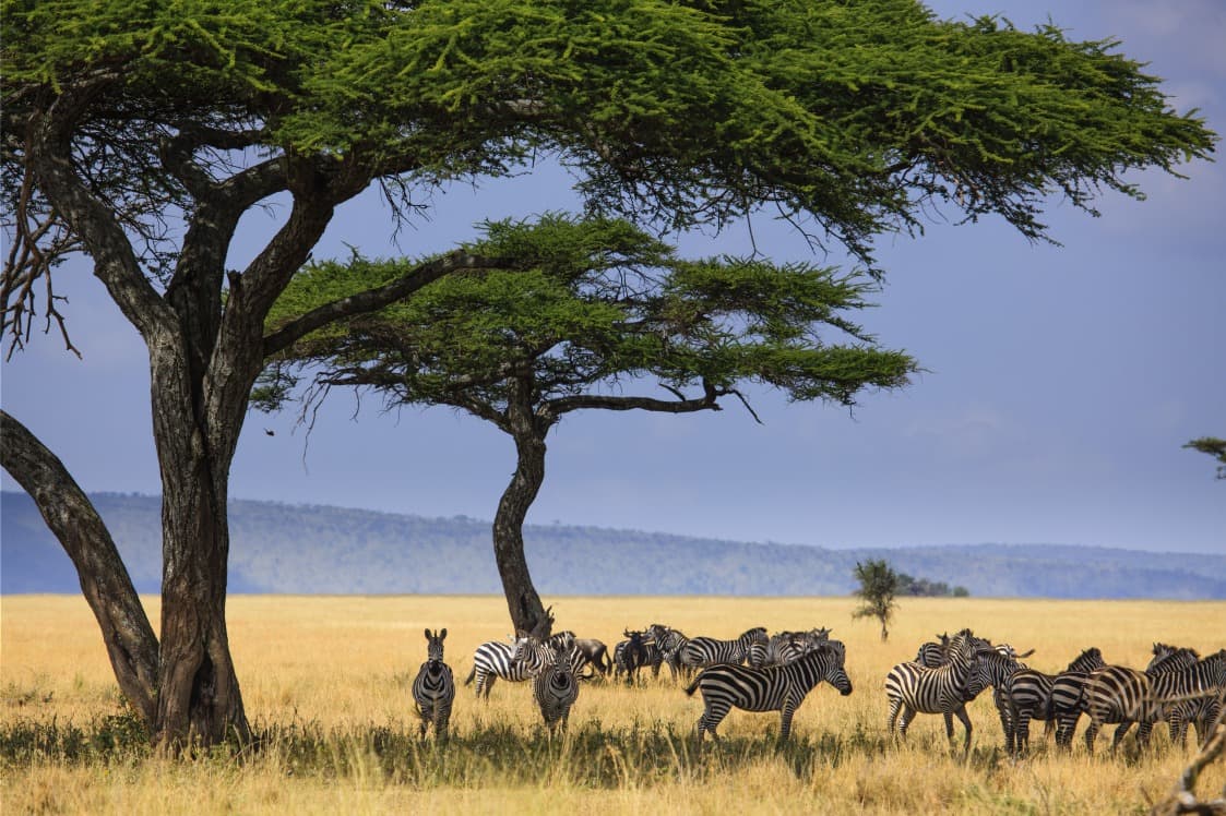 Parc national du Serengeti