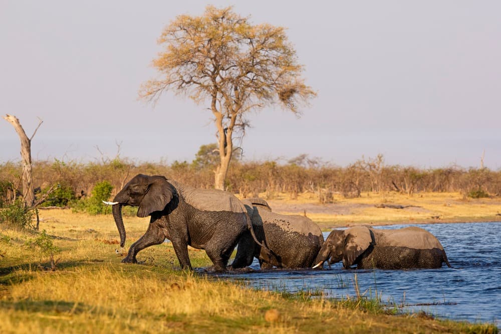 Parc national de Bwabwata